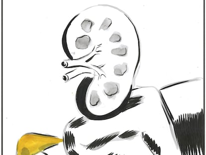 El Roto: el riñón del poderoso