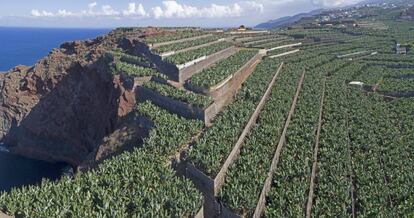 Plantación de plátanos en Canarias