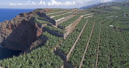 Plantaci&oacute;n de pl&aacute;tanos en Canarias