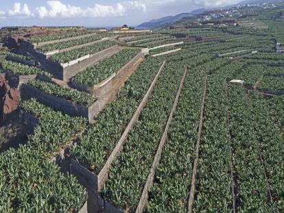 Plantaci&oacute;n de pl&aacute;tanos en Canarias