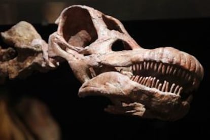 Réplica del cráneo de unos de los dinosaurios más grandes encontrados.