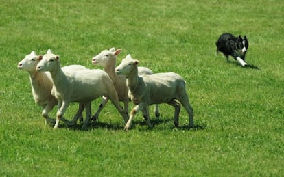 Uno de los caninos participantes en el campeonatos de perros pastores de Kingstone, en Ontario (Canadá).