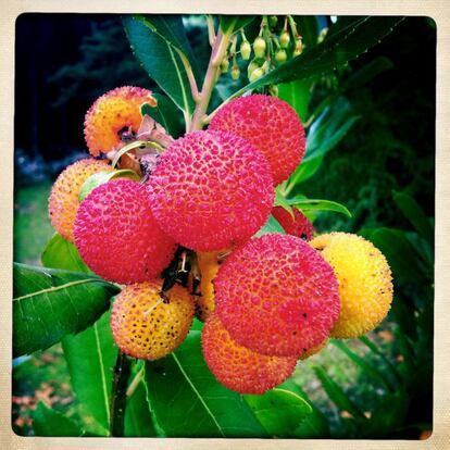 Frutos del madroño. 'Arbutus unedo'. Es un árbol que puede llegar a los 8 o 10 metros de altura. Originario de Europa meridional y suroeste.