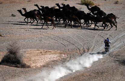 El motociclista argentino Franco Caimi frena su Yamaha ante una manada de camellos durante la novena etapa del Dakar 2020 entre Wadi Al Dawasir y Haradh, el 14 de enero.