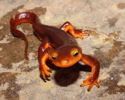 Ejemplar de tritón de California, uno de los anfibios más venenosos que existen.