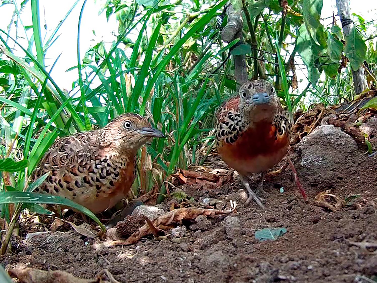 Aves de Marruecos para recuperar una especie extinguida en España: el periplo de 18 torillos hasta llegar a Jerez