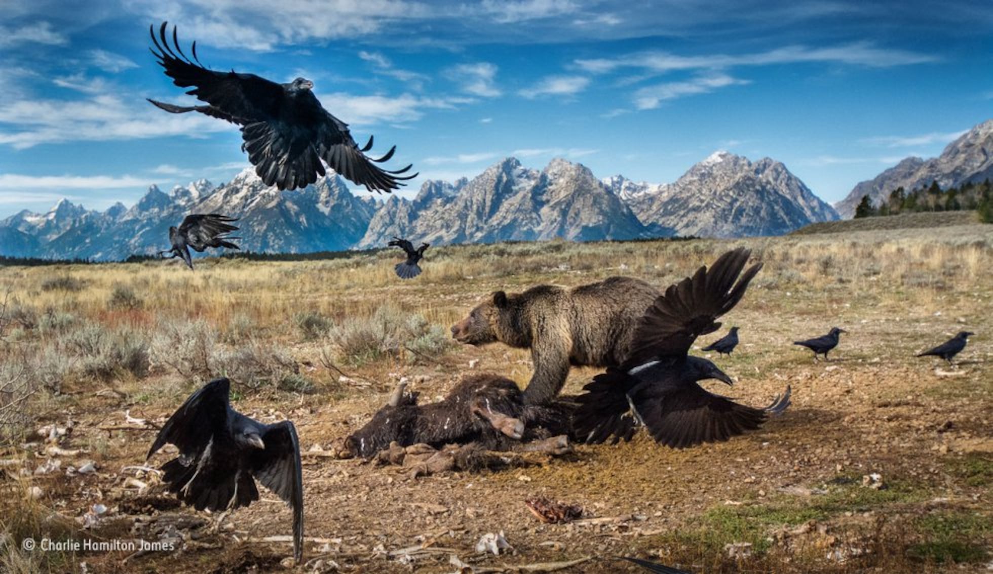 Las fotos ganadoras del ‘Wildlife Photographer of the Year 2016 ...