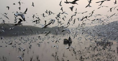 Un hombre indio alimenta gaviotas en el río Yamuna, en Nueva Delhi (India).