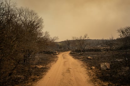 El fuego ha consumido gran parte del territorio de bosques nativos. 