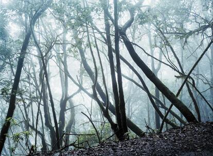 Cañada de Jorge-1, La Gomera. 2006. Axel Hütte.