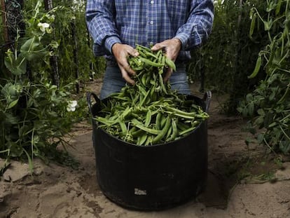 Recogida de guisantes lágrima en el navazo de Rafa Monge