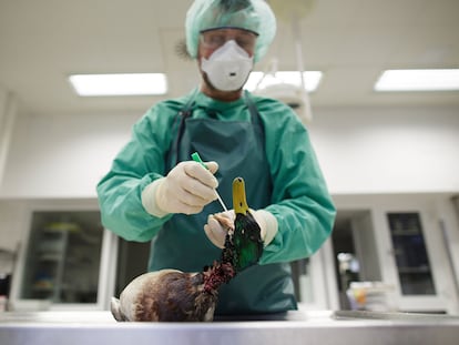 Un científico alemán toma muestras del cadáver de un pato en busca de virus.