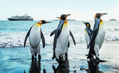Pingüinos en la Antártida, con el barco 'Boreal' al fondo.