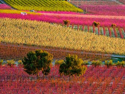 El gran (y efímero) espectáculo de la floración en Cieza