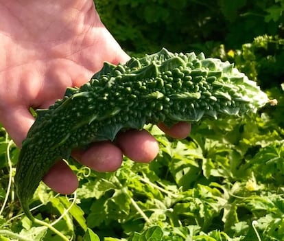 PEPINO CHINO AMARGO / CAPEL