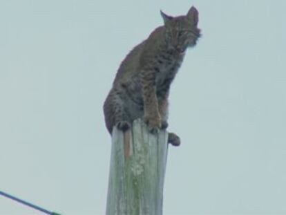 Las autoridades intentaron durante un buen rato que el animal bajase del poste de la luz