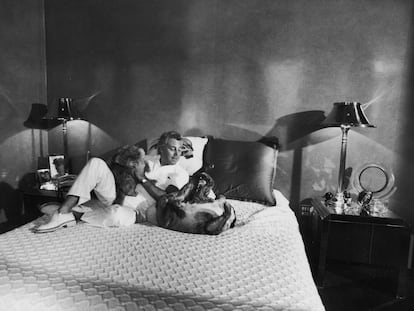 Giorgio Armani con sus perros.