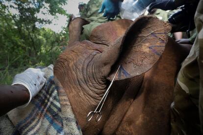 Varios veterinarios del Servicio de Conservación de la Fauna keniana (KWS) marcan la oreja de un rinoceronte sedado en el Parque Nacional de Meru, el objetivo del proceso de marcado es evitar su caza furtiva.