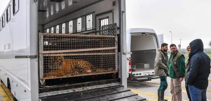 Uno de los felinos, dentro del camión de caballos en Koroszczyn .