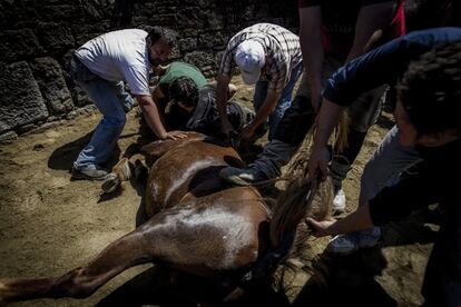 Lo que diferencia la Rapa de Sabucedo del resto de las existentes en Galicia es que no usan más elementos que el propio cuerpo y fuerza del 'aloitador'. En el resto de rapas es común ver cuerdas y varas de las que el hombre se ayuda para ganar en esa labor a los animales.