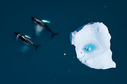 Dos ballenas jorobadas nadan junto a un iceberg el océano Ártico, en Groenlandia.