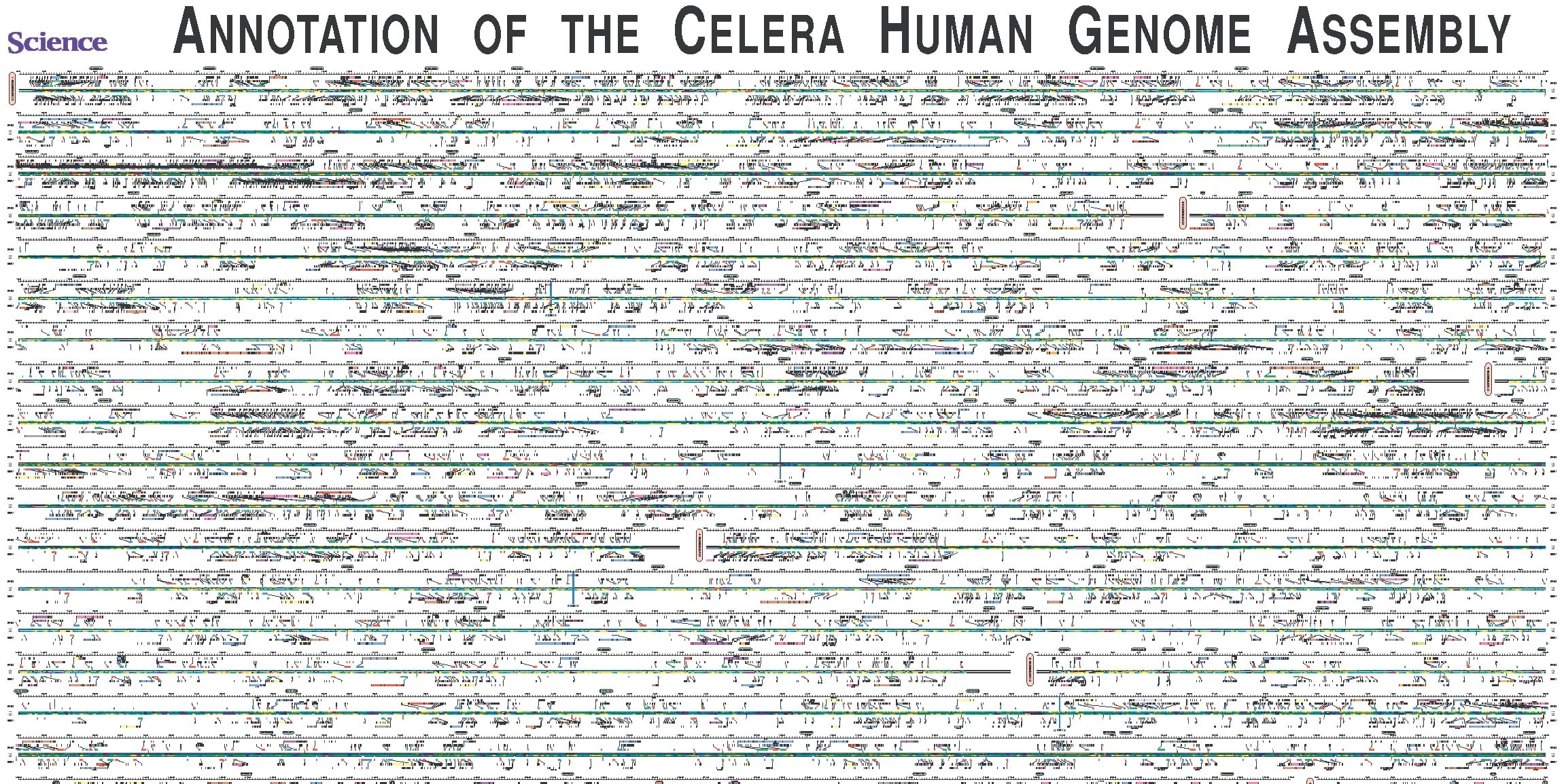 Fragmento del primer mapa del genoma humano obtenido por la empresa Celera en 2001.