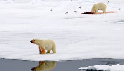 Dos osos polares en una isla de hielo en el &Aacute;rtico.