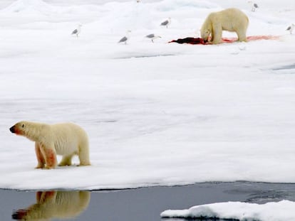 Dos osos polares en una isla de hielo en el &Aacute;rtico.