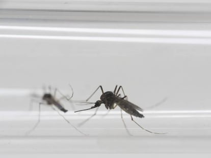 Mosquitos Aedes aegypti, transmisores del virus del Zika