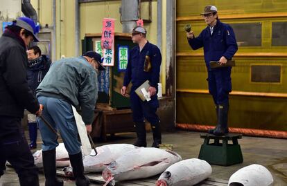 Los ejemplares de atún rojo se subastan el primer día de negociación del nuevo año en el mercado Tsukiji de Tokio (Japón).