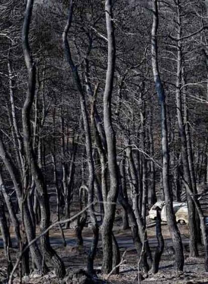 Un bosque quemado en la zona residencial de Rodopoli, al norte de Atenas.