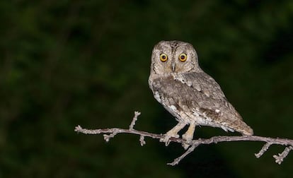 O autillo (na foto, o mocho galego) está entre as aves que anteciparam a colocação dos ovos por causa da mudança.