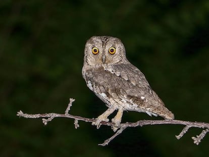 O autillo (na foto, o mocho galego) está entre as aves que anteciparam a colocação dos ovos por causa da mudança.