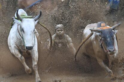 Un jinete indonesio monta dos toros durante una carrera tradicional llamada localmente 'pacu jawi', en Pariangan de Tanah Datar (Sumatra Occidental), el 1 de diciembre de 2018.