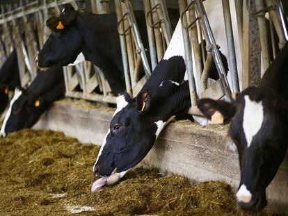 Vacas comiendo pienso en uno de los establos de la cooperativa Feiraco.