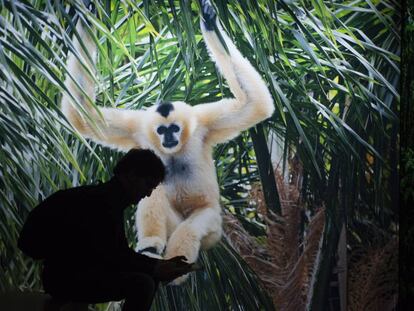 Una imatge de l'exposició 'Micos' al Museu de Ciències Naturals (Nat) de Barcelona.