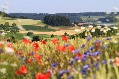 Los paisajes que alternan cultivos con áreas seminaturales favorecen la biodiversidad y las cosechas.