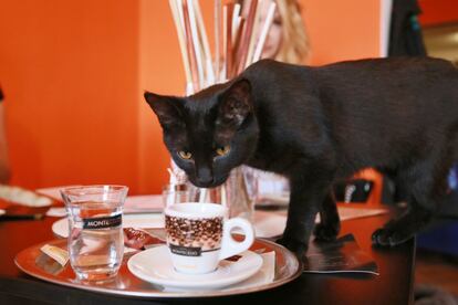 This picture taken on March 11, 2016 shows a cat at the cat cafe Envi-Cafe, in Brno,

 

One of the few cat cafes in Brno was established at the end of 2015.    / AFP PHOTO / Radek Mica
