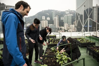 Pol Fabrega, izquierda, supervisa cómo estudiantes plantan verduras en el terrado del edificio Bank of America Tower en el distrito de Central en Hong Kong el 18 de febrero de 2016 en Hong Kong, China. Según el Gobierno, en 2013 había un porcentaje prácticamente nulo de comida orgánica, pero en 2014 y por la percepción de la ciudadanía de los problemas en la comida, Hong Kong se convirtió en importador de USA, hasta ser el séptimo mercado más importante en demanda de producto ecológico, según el Global Agricultural Information Network.