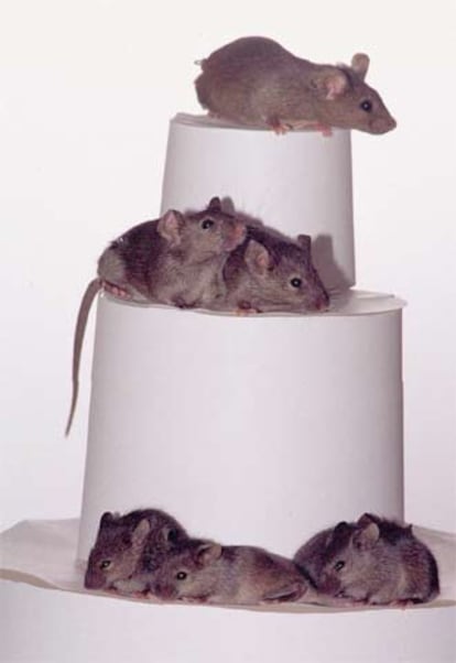 Grupo de ratones en un laboratorio.