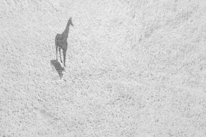 "Big Shadow" de Thomas Vijayan, fotografía finalista de la categoría 'wildlife'.