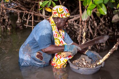 Fatou Diene, recoge ostras en los manglares cerca de la isla Dionewar (Senegal).