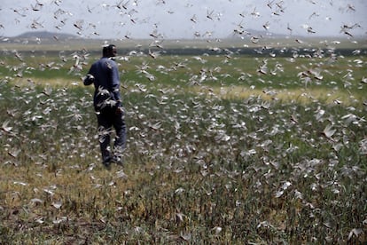 Invasión de langostas en los campos de Jigiga, en Etiopía.