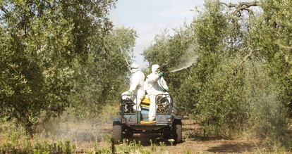 Dos operarios fumigan en un olivar en Sevilla