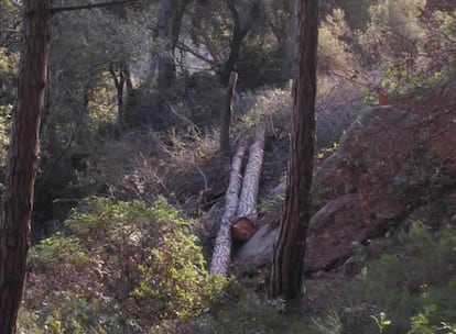 Este parque corre peligro de ser deforestado