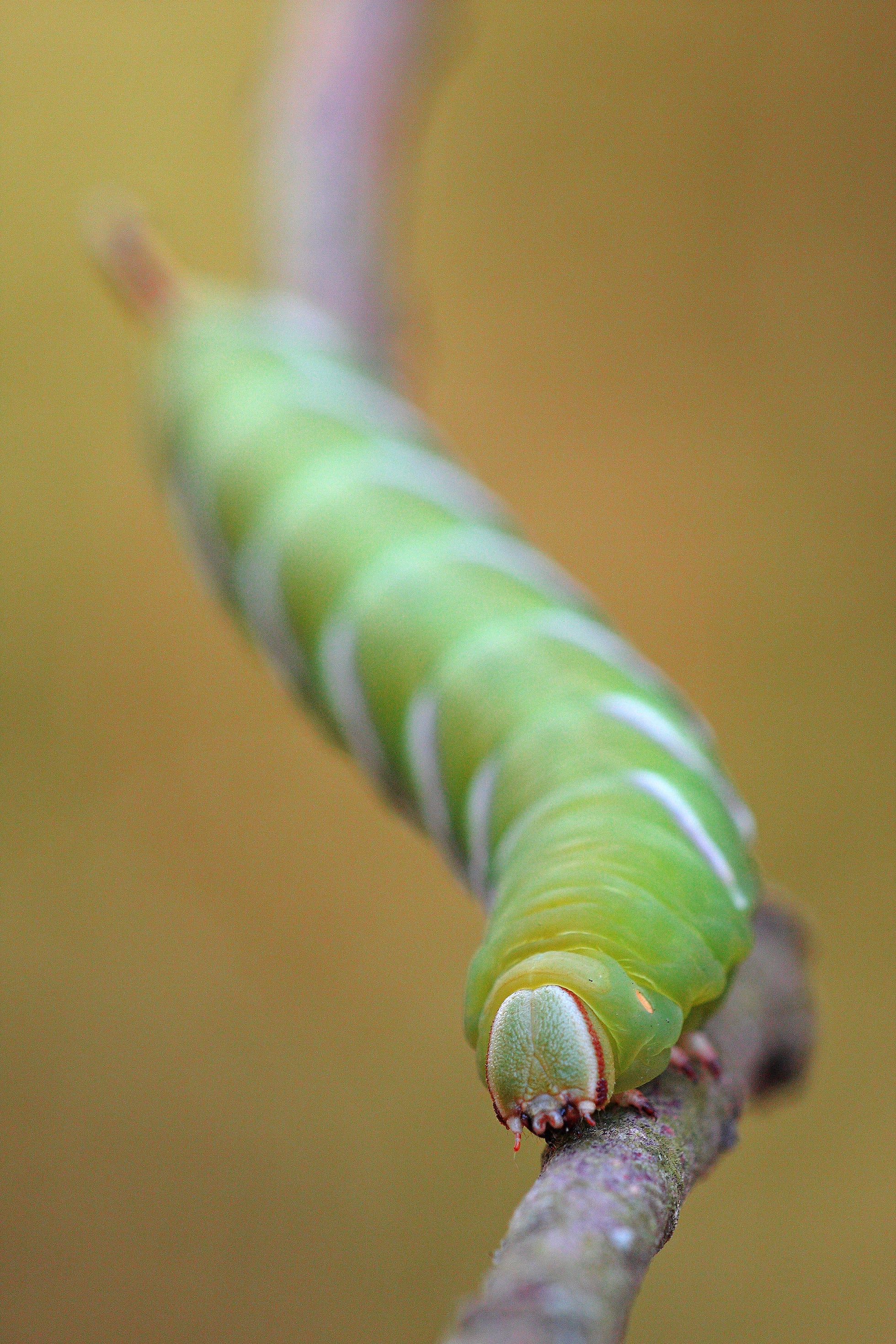 Insects: Essential but endangered creatures | Science | EL PAÍS English