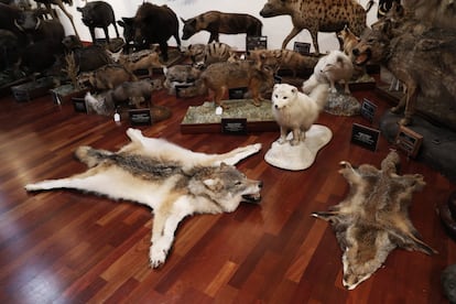 El cazador Marcial Gómez Sequeira expone varios animales en formato alfombra en su pabellón de caza internacional de La Moraleja.