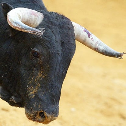 El tercero de la tarde, llamado <i>Nefasto, </i>salió al ruedo con los pitones destrozados.