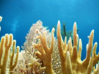 Diversidad de especies de los arrecifes de la isla de Andros, en Bahamas.