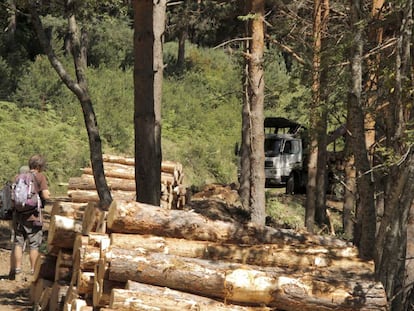 Tala de &aacute;rboles en un monte de utilidad p&uacute;blica en la localidad de Montejo de la Sierra.